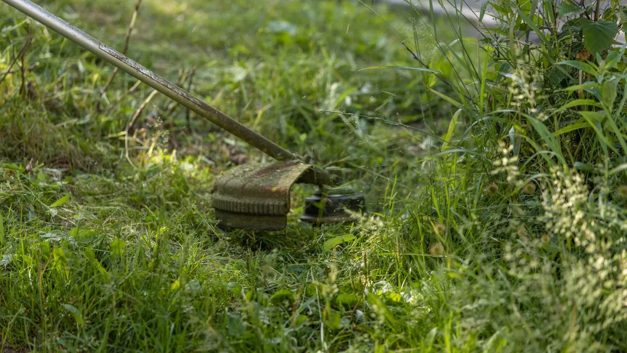 A string trimmer cutting grass along a garden edge